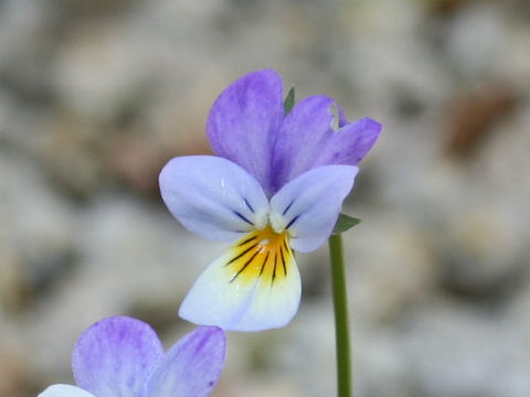 Viola alexandrowiana