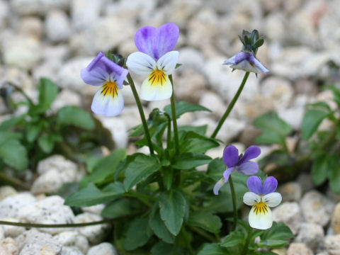 Viola alexandrowiana