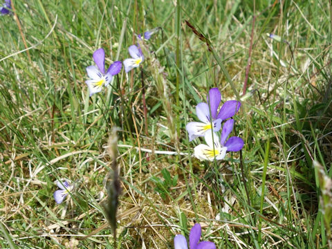 Viola alexandrowiana