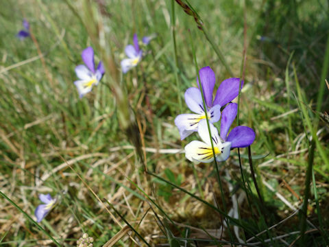 Viola alexandrowiana