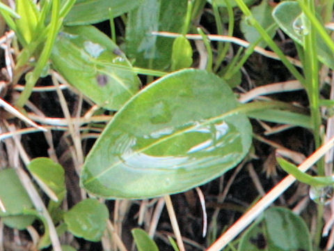 Viola calcarata