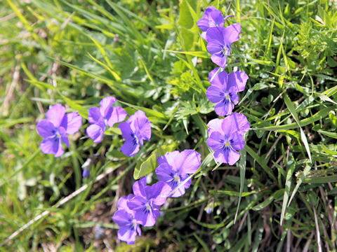 Viola calcarata