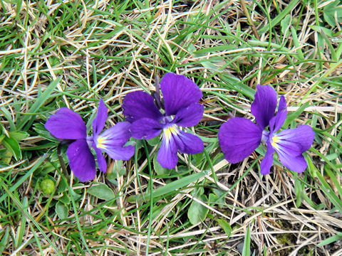 Viola calcarata