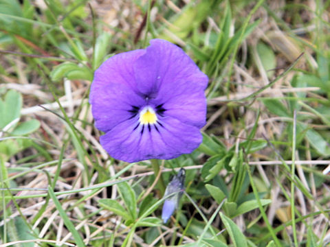 Viola calcarata