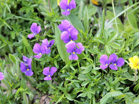 Viola calcarata