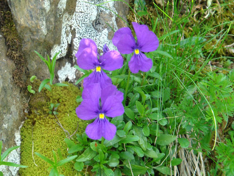 Viola calcarata