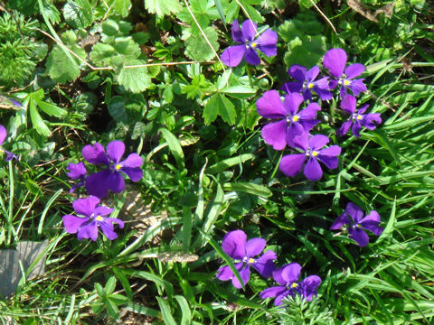 Viola calcarata