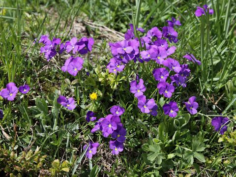 Viola calcarata