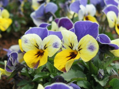 Viola x wittrockiana