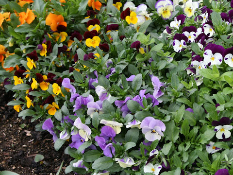 Viola x wittrockiana