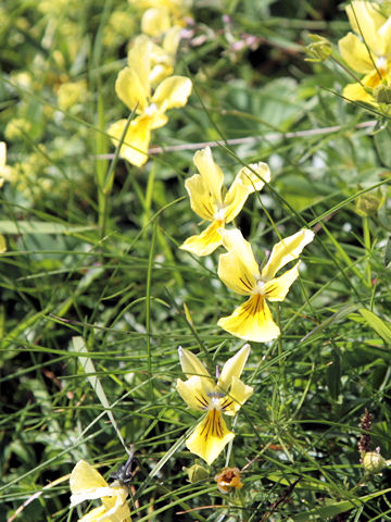 Viola lutea