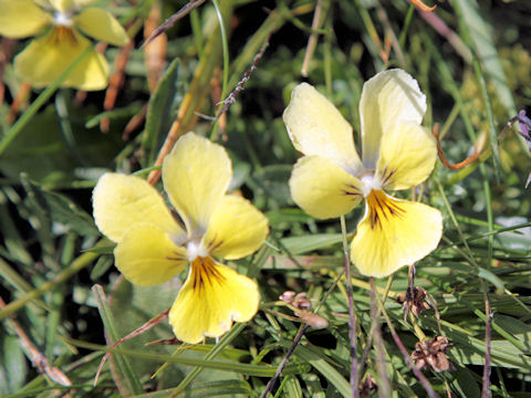 Viola lutea