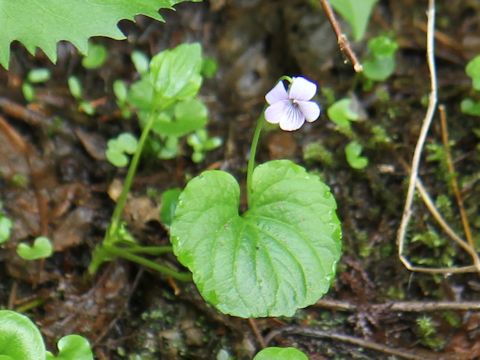 Viola palustris