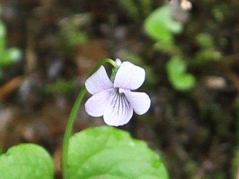 Viola palustris