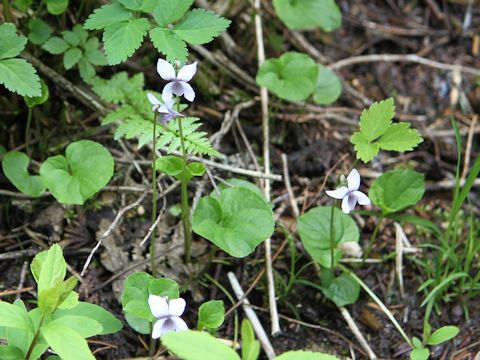 Viola palustris