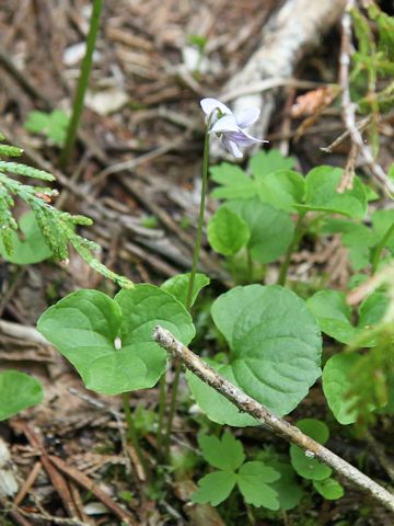 Viola palustris