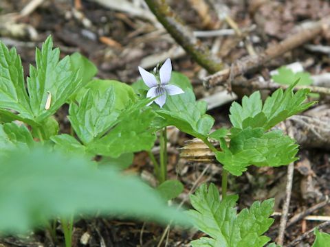 Viola palustris