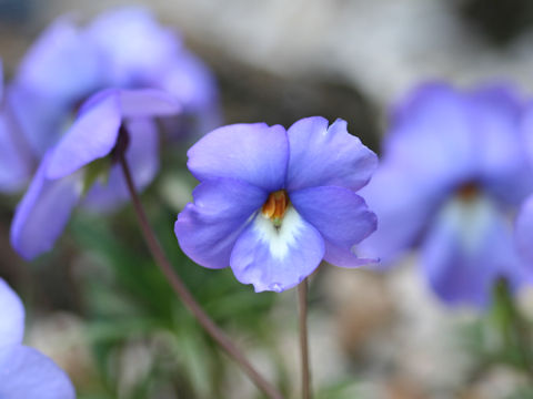 Viola pedata