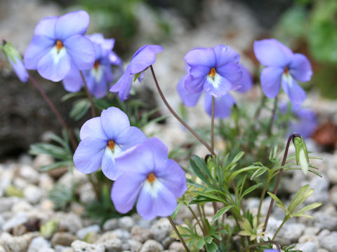 Viola pedata