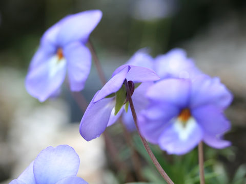 Viola pedata