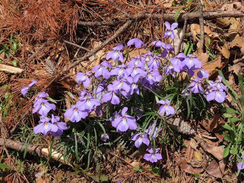 Viola pedata