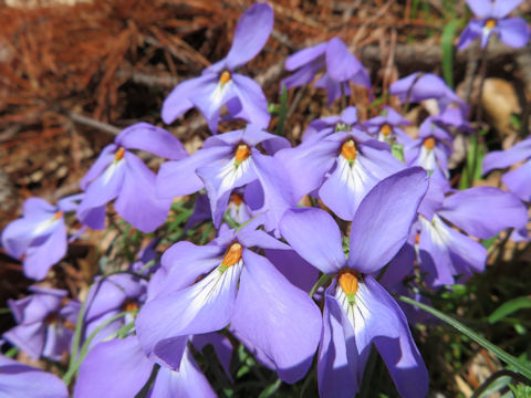 Viola pedata