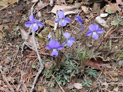 Viola pedata