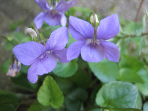 Viola riviniana