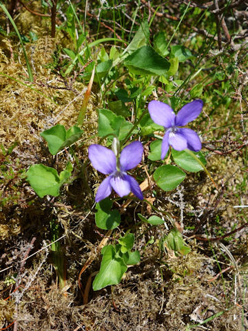 Viola riviniana