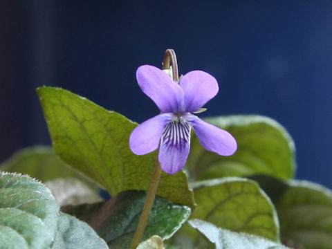 Viola riviniana