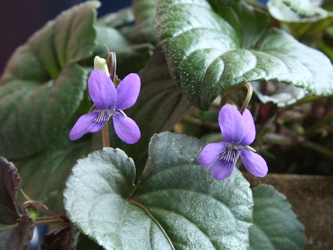 Viola riviniana