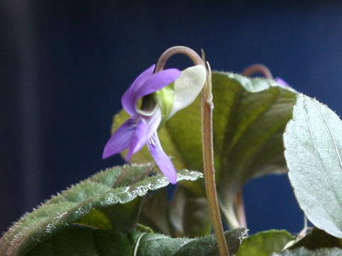 Viola riviniana