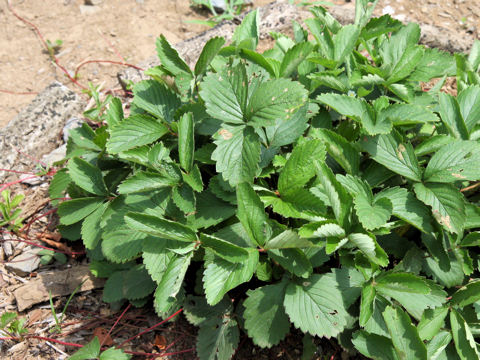 Fragaria virginiana