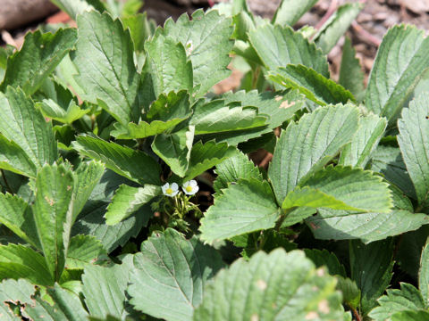 Fragaria virginiana