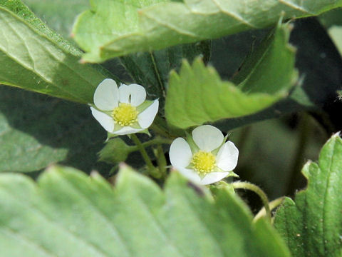 Fragaria virginiana