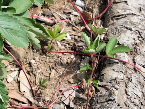 Fragaria virginiana