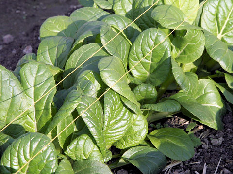 Brassica campestris cv. Vitamin-na