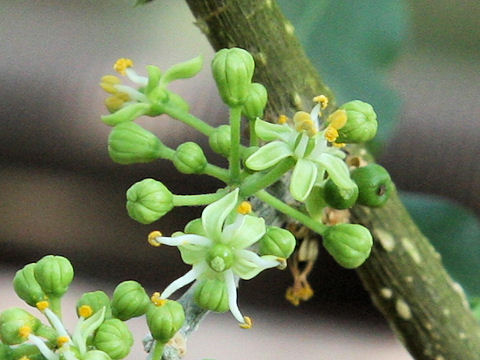 Casimiroa edulis