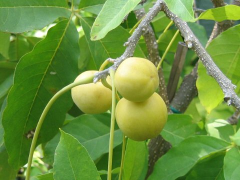 Casimiroa edulis