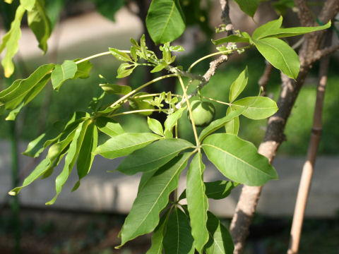 Casimiroa edulis