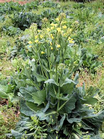 Brassica oleracea var. capitata