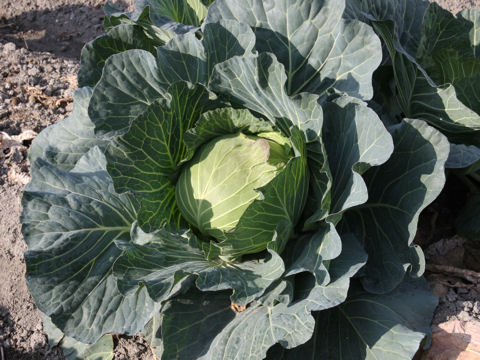 Brassica oleracea var. capitata