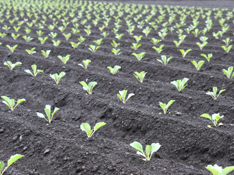 Brassica oleracea var. capitata