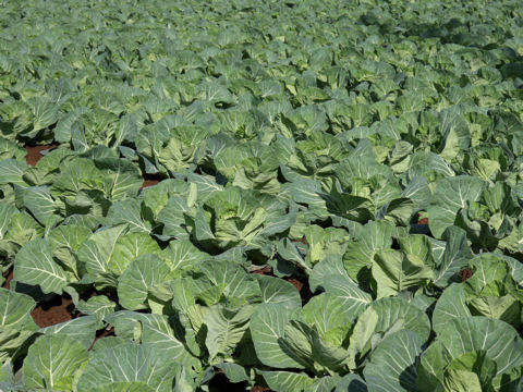 Brassica oleracea var. capitata