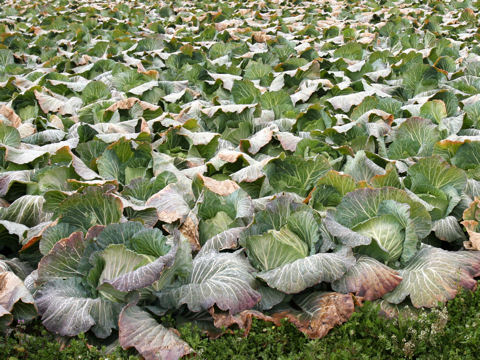 Brassica oleracea var. capitata