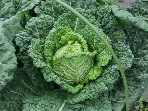 Brassica oleracea var. capitata cv. Crispino