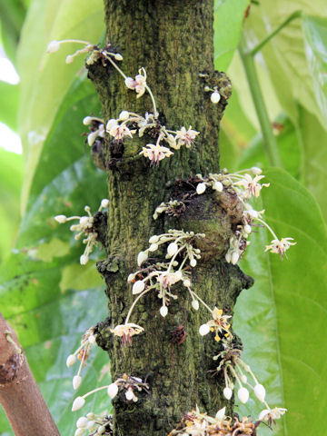 Theobroma cacao