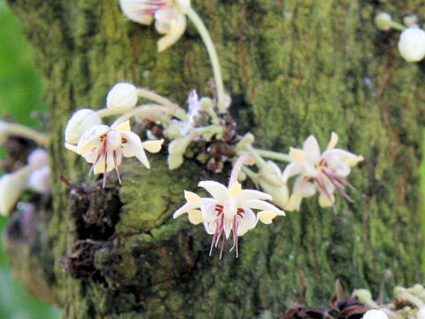 Theobroma cacao