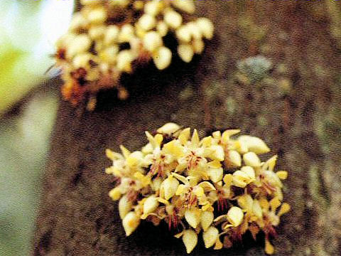 Theobroma cacao