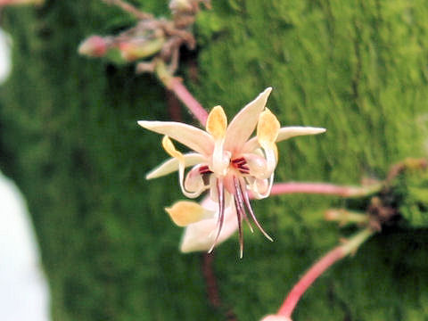 Theobroma cacao